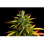 Семена конопли Auto Pablo Escobar от Divine Seeds - Smartshop-smartshop.ua®