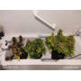 Семена конопли Auto Deadryder от Divine Seeds - Smartshop-smartshop.ua®