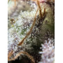 Семена конопли Hindu Kush от Divine Seeds - Smartshop-smartshop.ua®