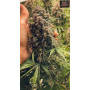 Семена каннабиса TROPICANA Cookies Auto