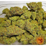 Семена каннабиса Blue Cheese
