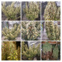 Семена конопли Mazar от Divine Seeds - Smartshop-smartshop.ua®