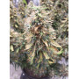 Семена конопли Mazar от Divine Seeds - Smartshop-smartshop.ua®