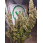 Семена конопли Mazar от Divine Seeds - Smartshop-smartshop.ua®