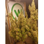Семена конопли Mazar от Divine Seeds - Smartshop-smartshop.ua®