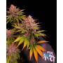 Cannabis seed variety Purple LEMONADE FF