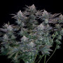 Cannabis seed variety GORILLA Cookies FF