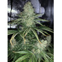 Насіння конопель Northern Lights від Divine Seeds - Smartshop-smartshop.ua®