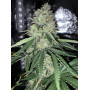 Насіння конопель Northern Lights від Divine Seeds - Smartshop-smartshop.ua®