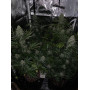 Насіння конопель Northern Lights від Divine Seeds - Smartshop-smartshop.ua®