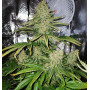 Насіння конопель Northern Lights від Divine Seeds - Smartshop-smartshop.ua®