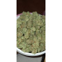 Насіння конопель Northern Lights від Divine Seeds - Smartshop-smartshop.ua®