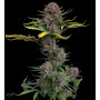 Семена каннабиса GORILLA PUNCH Auto