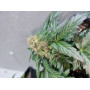 Семена конопли Auto CBD Monster от Divine Seeds - Smartshop-smartshop.ua®