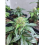 Семена конопли Auto CBD Monster от Divine Seeds - Smartshop-smartshop.ua®