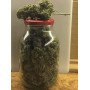 Семена конопли Auto Gagarin Feminized от Marley Seedbank - Smartshop-smartshop.ua®