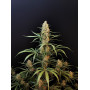 Сорт семян каннабиса Original AUTO JACK HERER