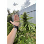 Сорт семян каннабиса Original AUTO AFGHAN KUSH