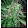 Cannabis seed variety WHITE DWARF AUTO®