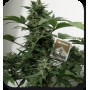 Cannabis seed variety WHITE DWARF AUTO®