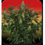 Cannabis seed variety DEIMOS AUTO®