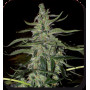 Cannabis seed variety DEIMOS AUTO®