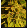 Cannabis seed variety RED DWARF AUTO®