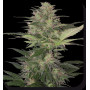 Cannabis seed variety RED DWARF AUTO®