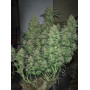 Сорт семян каннабиса Original AUTO CRITICAL
