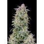 Семена каннабиса FORBIDDEN Runtz Auto