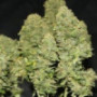 Семена каннабиса West Coast O.G. Auto