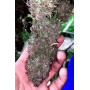 Сорт семян каннабиса Original AUTO BLUEBERRY