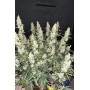 Сорт семян каннабиса Original AUTO JACK HERER