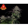 Cannabis seed variety GG4 Sherbet FF