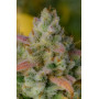 Семена каннабиса GELATO Auto