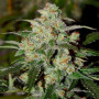 Семена конопли Auto Colorado Cookies Feminised Silver от Error Seeds - Smartshop-smartshop.ua®