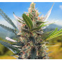 Семена конопли Auto Northern Blue Feminised Silver от Error Seeds - Smartshop-smartshop.ua®