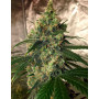Семена конопли Auto Fractal от Divine Seeds - Smartshop-smartshop.ua®