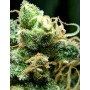 Семена конопли Auto Fractal от Divine Seeds - Smartshop-smartshop.ua®