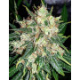 Семена конопли Auto Fractal от Divine Seeds - Smartshop-smartshop.ua®