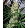 Семена конопли Auto Fractal от Divine Seeds - Smartshop-smartshop.ua®