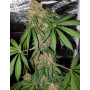 Семена конопли Divine OG Kush от Divine Seeds - Smartshop-smartshop.ua®