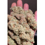 Семена каннабиса GG4 ™ (Gorilla Glue)