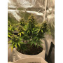 Семена конопли Auto Lemon Zkittlez от Marley Seedbank - Smartshop-smartshop.ua®