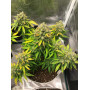 Семена конопли Auto Lemon Zkittlez от Marley Seedbank - Smartshop-smartshop.ua®