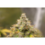 Семена конопли Auto Lemon Zkittlez от Marley Seedbank - Smartshop-smartshop.ua®
