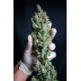 Семена каннабиса Wedding GLUE Auto