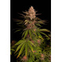 Насіння канабісу Purple LEMONADE FF
