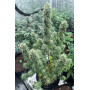 Сорт семян каннабиса Original AUTO CHEMDAWG
