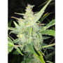 Auto White Widow x Big Bud Feminised